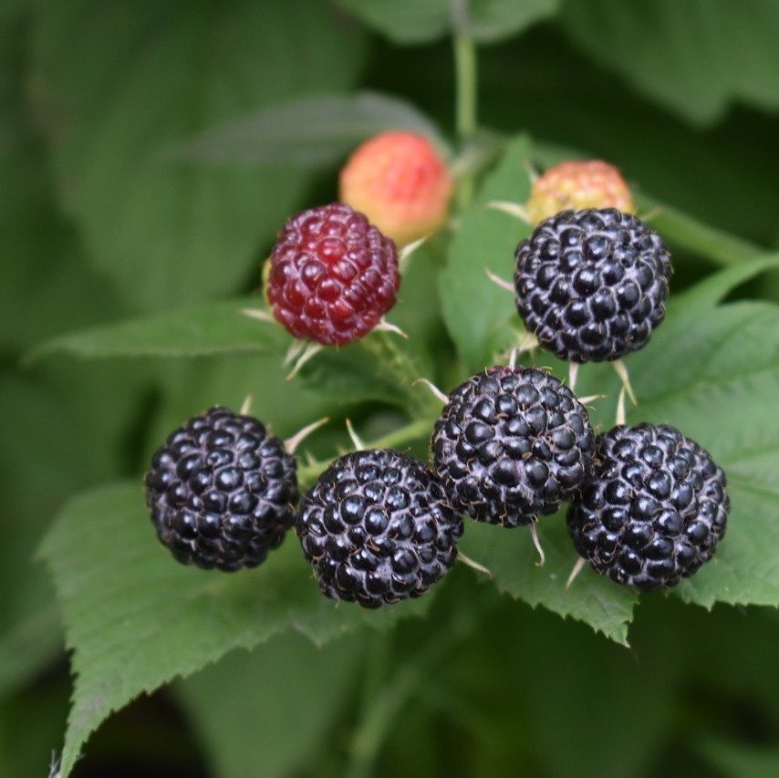 Growing Red, Black, Purple and Gold Raspberries