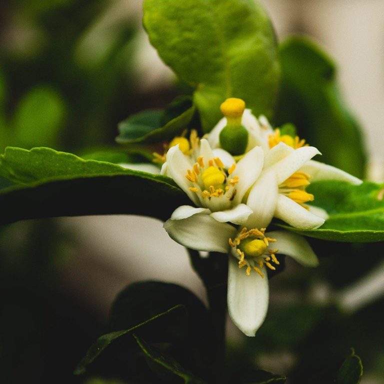 Grow Peaches in Northern Zones 3 ColdHardy Peach Trees The Yankee Dirt