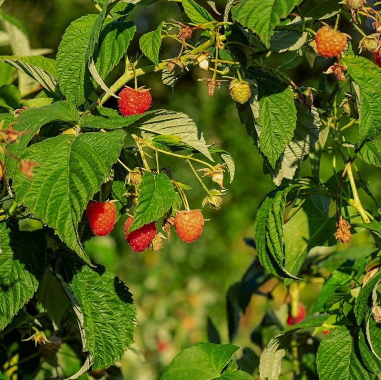 Growing Caroline Red Raspberries