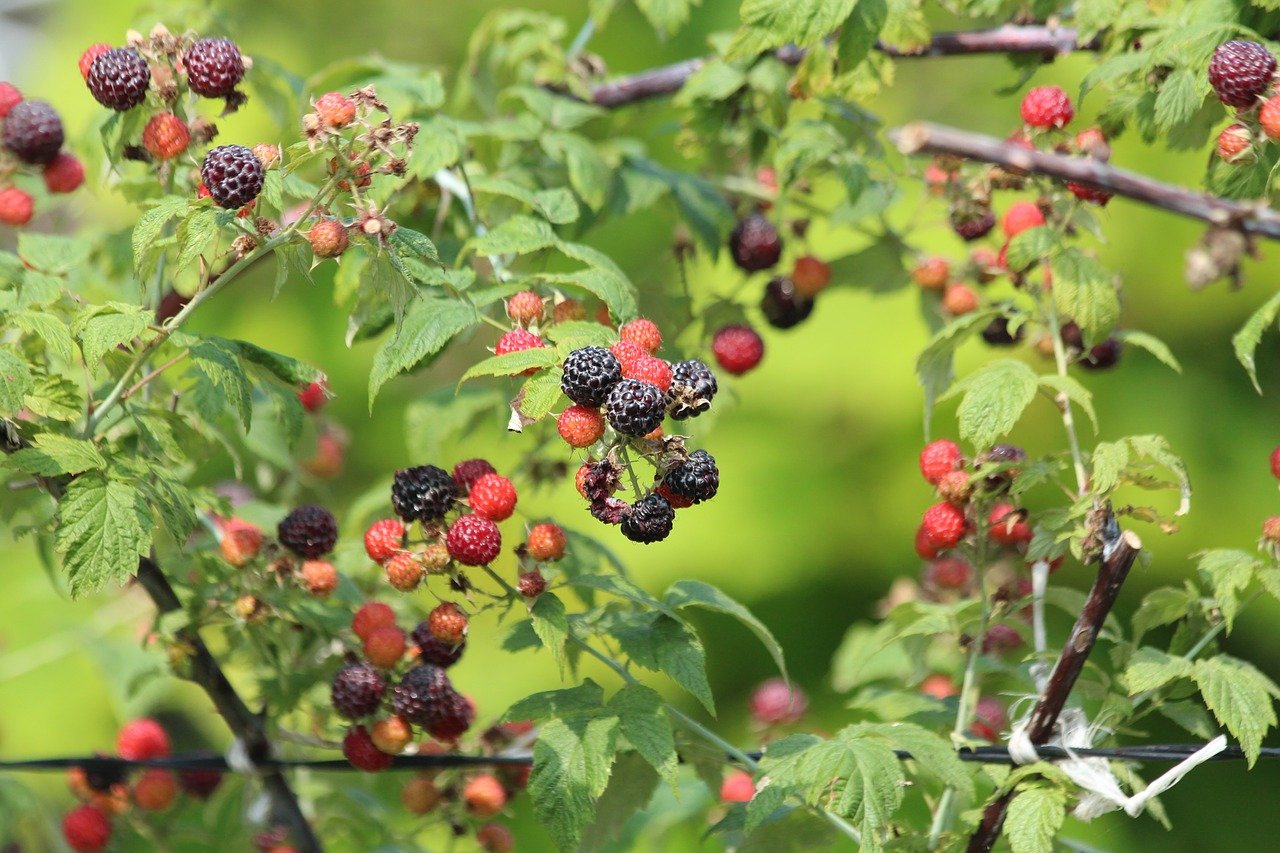Growing Red, Black, Purple and Gold Raspberries