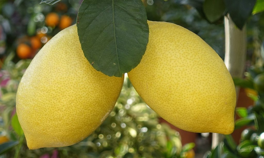 Growing Windowsill Lemon Trees Temperature and Humidity