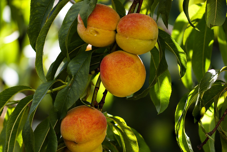 Grow Peaches in Northern Zones 3 ColdHardy Peach Trees The Yankee Dirt