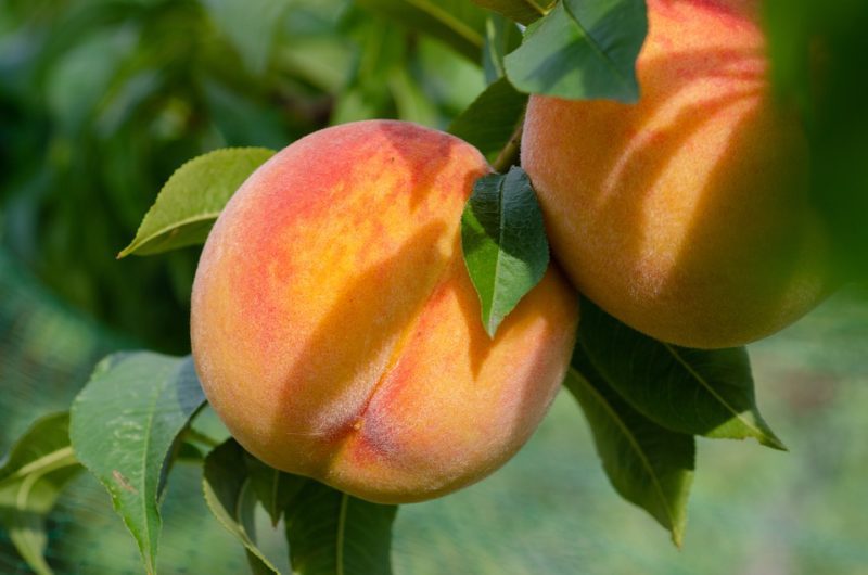 Grow Peaches in Northern Zones 3 ColdHardy Peach Trees The Yankee Dirt