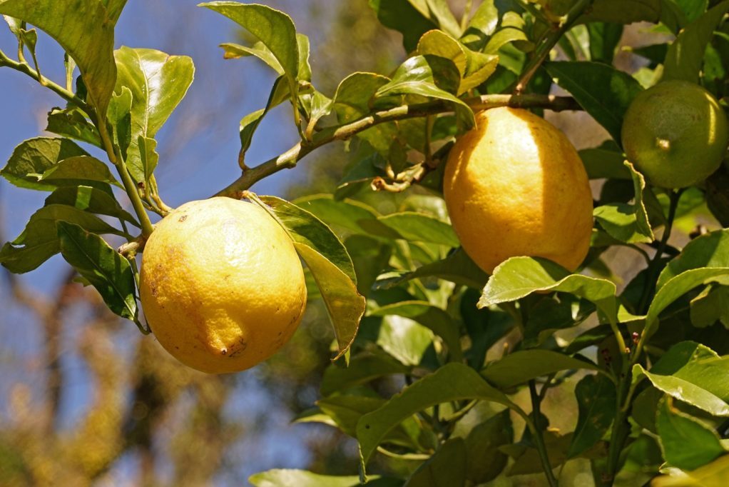 growing potted lemon trees indoors The Yankee Dirt