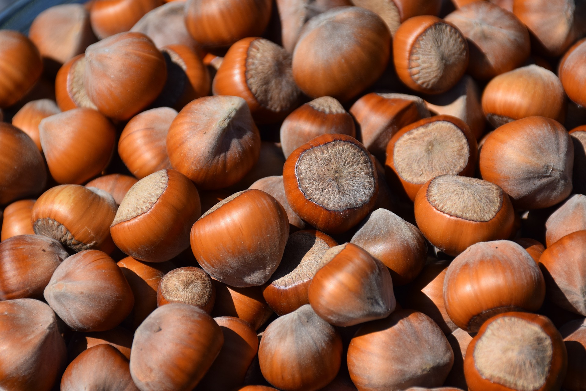 Growing Nuts in Northern Gardening Zones 5 ColdHardy Species The