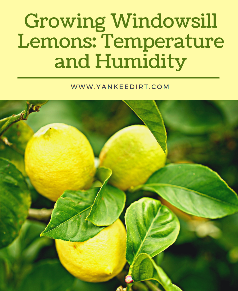Growing Windowsill Lemon Trees Temperature and Humidity